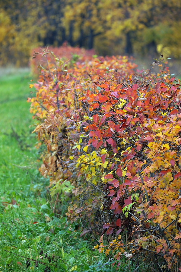 Image of genus Crataegus specimen.