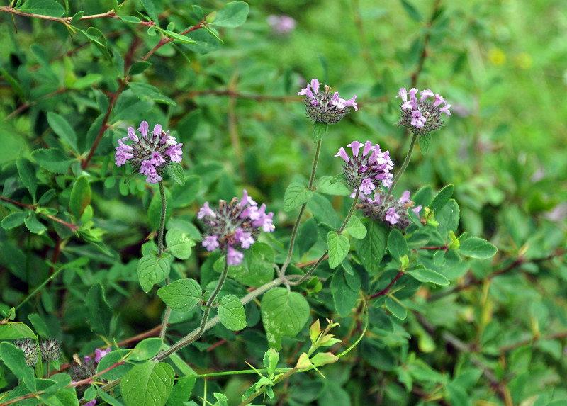 Image of Clinopodium caucasicum specimen.