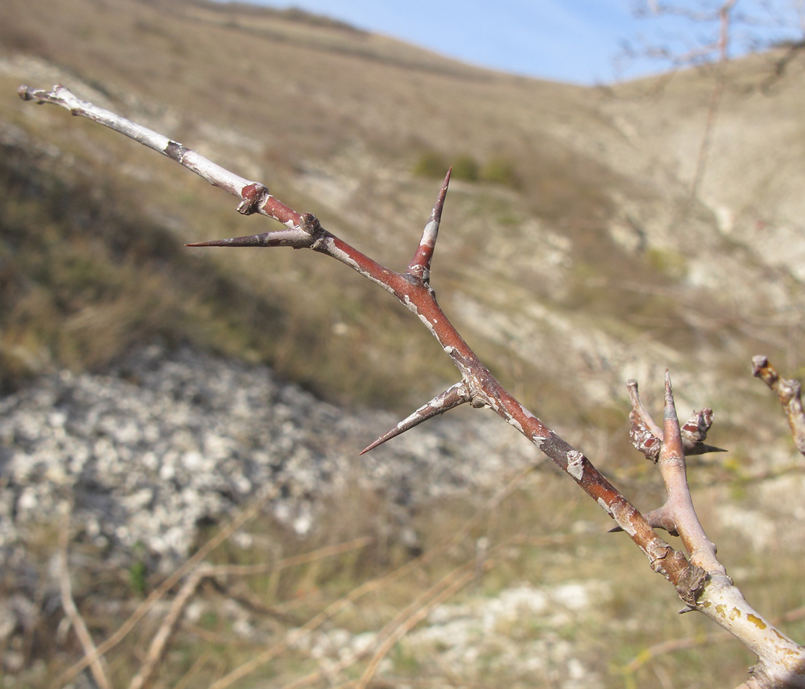 Изображение особи Crataegus monogyna.