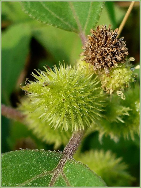 Image of Xanthium orientale specimen.