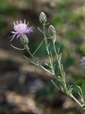 Centaurea majorovii. Верхушка цветущего растения. Белгородская обл., окрестности села Хотмыжск, опушка сосняка. 02.07.2009.