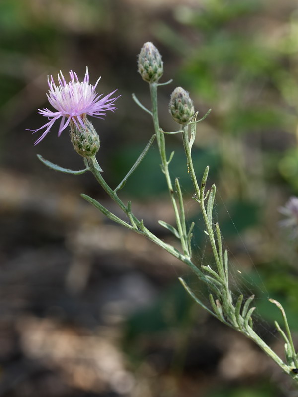 Image of Centaurea majorovii specimen.