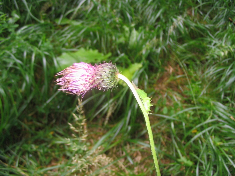 Изображение особи Cirsium waldsteinii.