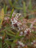genus Cuscuta