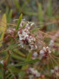 genus Cuscuta. Цветущее растение. Крым, Севастополь, р. Чёрная. 1 августа 2009 г.