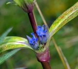 Gentiana macrophylla