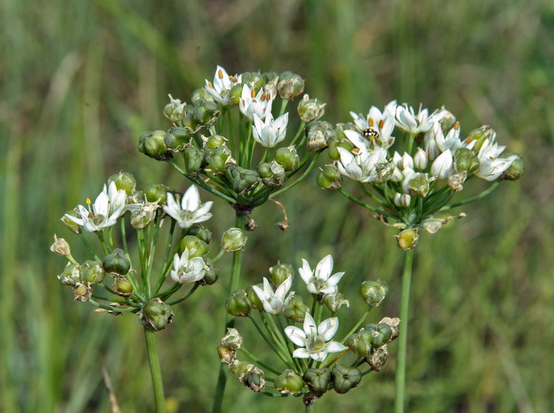 Изображение особи Allium ramosum.