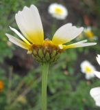 Glebionis coronaria