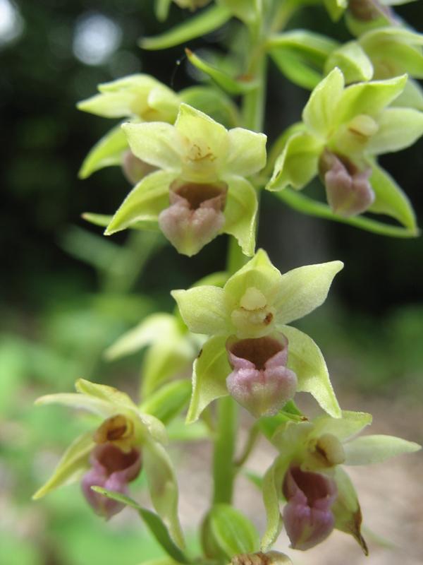 Изображение особи Epipactis helleborine.