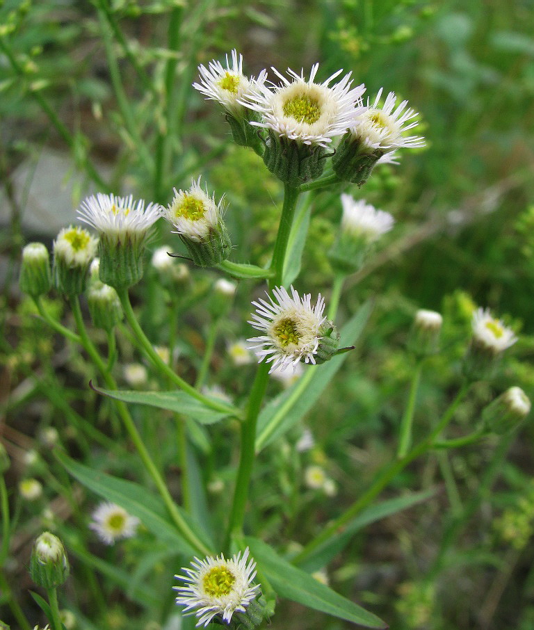 Изображение особи Erigeron politus.