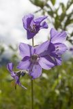 Polemonium caeruleum