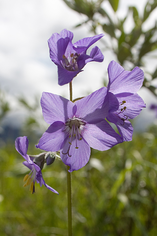 Image of Polemonium caeruleum specimen.