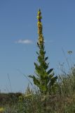 род Verbascum. Цветущее растение на остепнённом лугу в зарастающем карьере. Белгородская обл., пос. Борисовка. 01.07.2009.