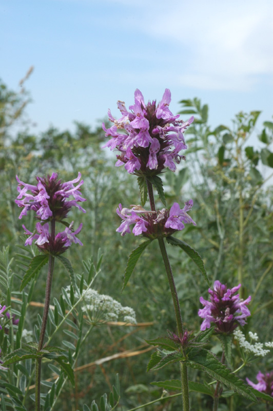 Изображение особи Betonica betoniciflora.