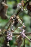 Cuscuta lehmanniana. Часть побега цветущего растения, паразитирующего на Arctium leiospermum. Узбекистан, г. Ташкент, Ботанический сад им. Ф.Н. Русанова. 12.10.2008.