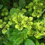 Chrysosplenium alternifolium