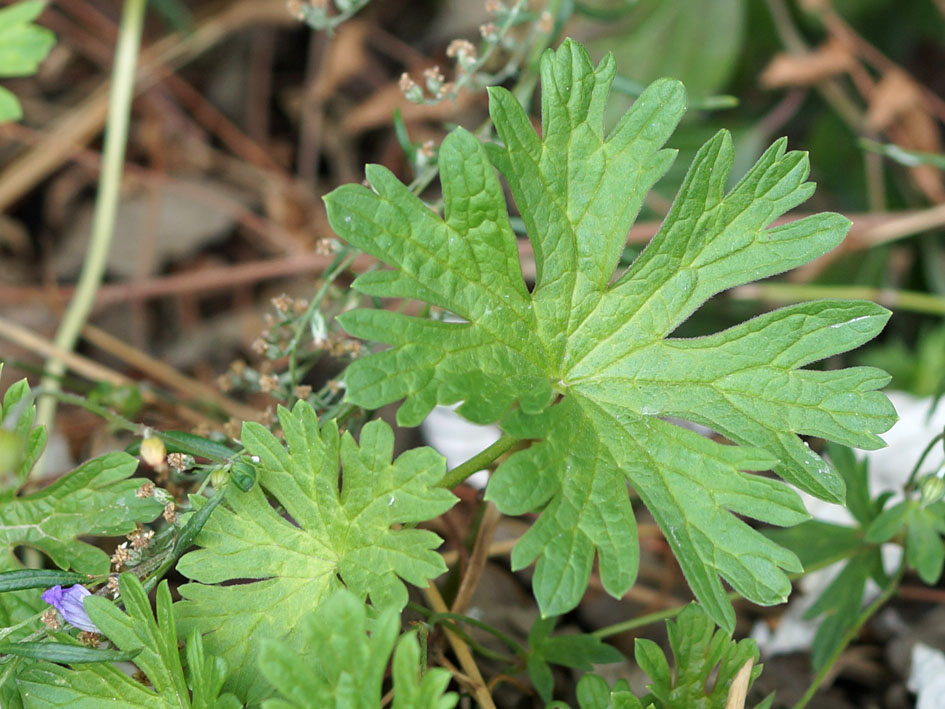 Изображение особи род Geranium.