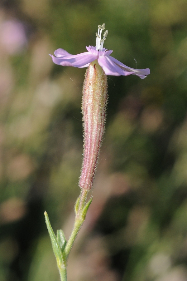 Изображение особи Silene guntensis.