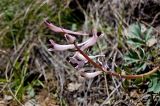 Corydalis schanginii. Соцветие. Казахстан, Восточно-Казахстанская обл., Южный Алтай, долина р. Кальджир. Начало мая 2013 г.