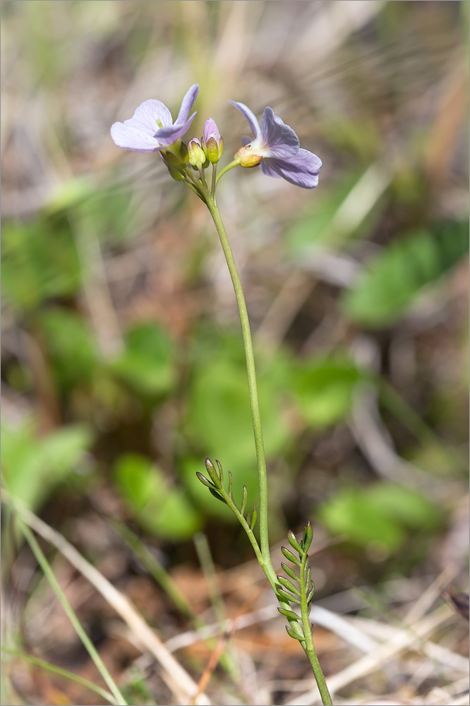 Image of Cardamine pratensis ssp. angustifolia specimen.