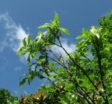 genus Salix. Ветви с соплодиями. Краснодарский край, хр. Аибга, субальпийский луг, ≈ 2200 м н.у.м. 09.07.2015.