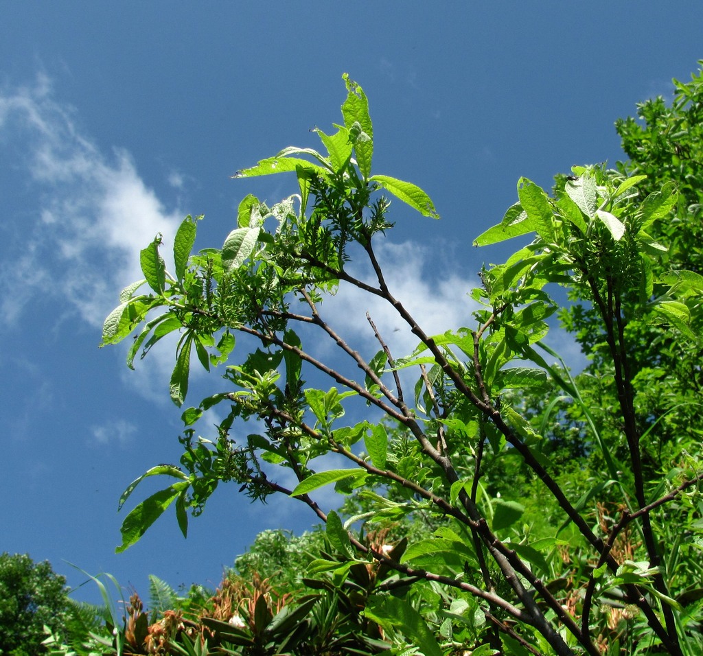 Image of genus Salix specimen.