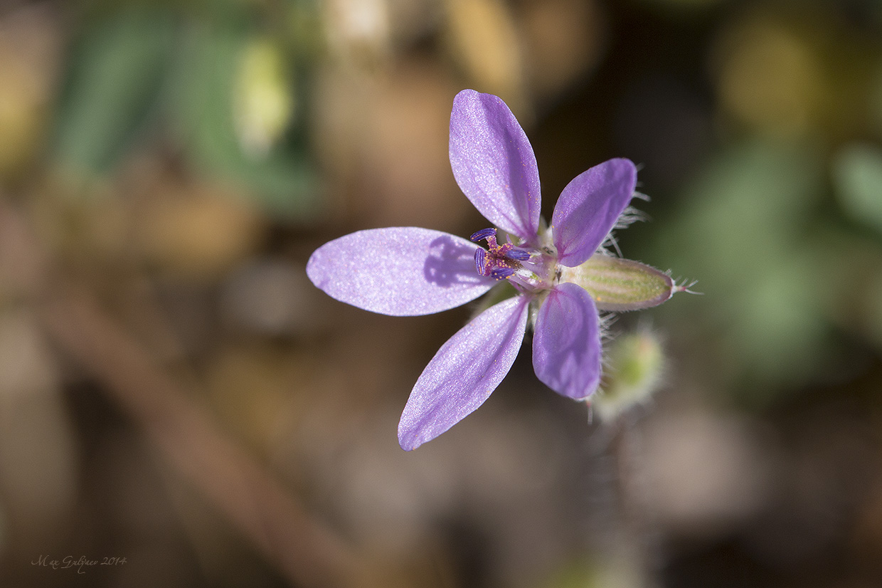 Изображение особи Erodium cicutarium.