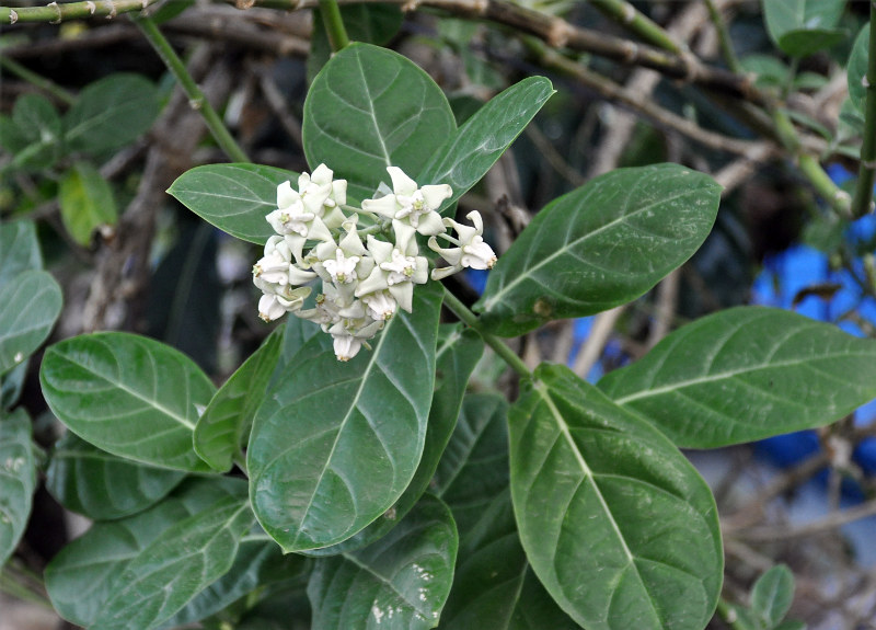 Изображение особи Calotropis gigantea.