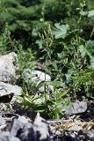 Silene turkestanica