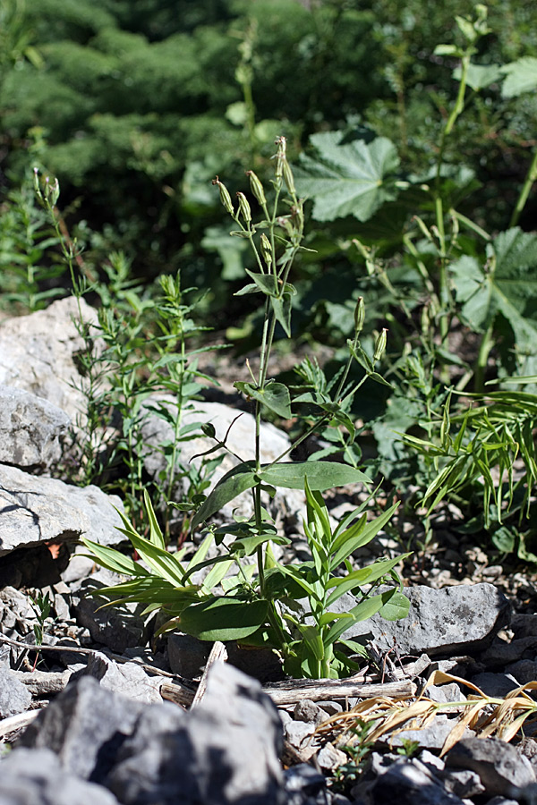 Image of Silene turkestanica specimen.