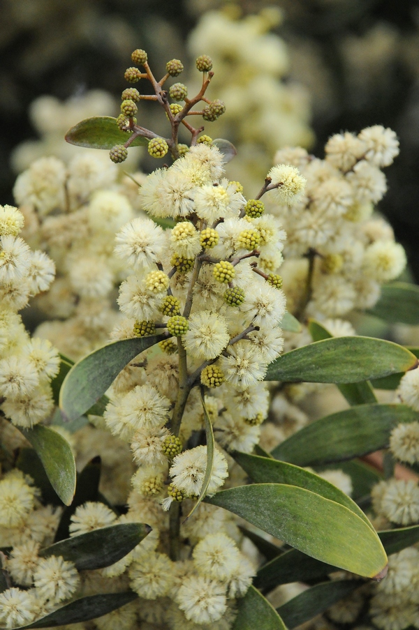 Изображение особи Acacia melanoxylon.