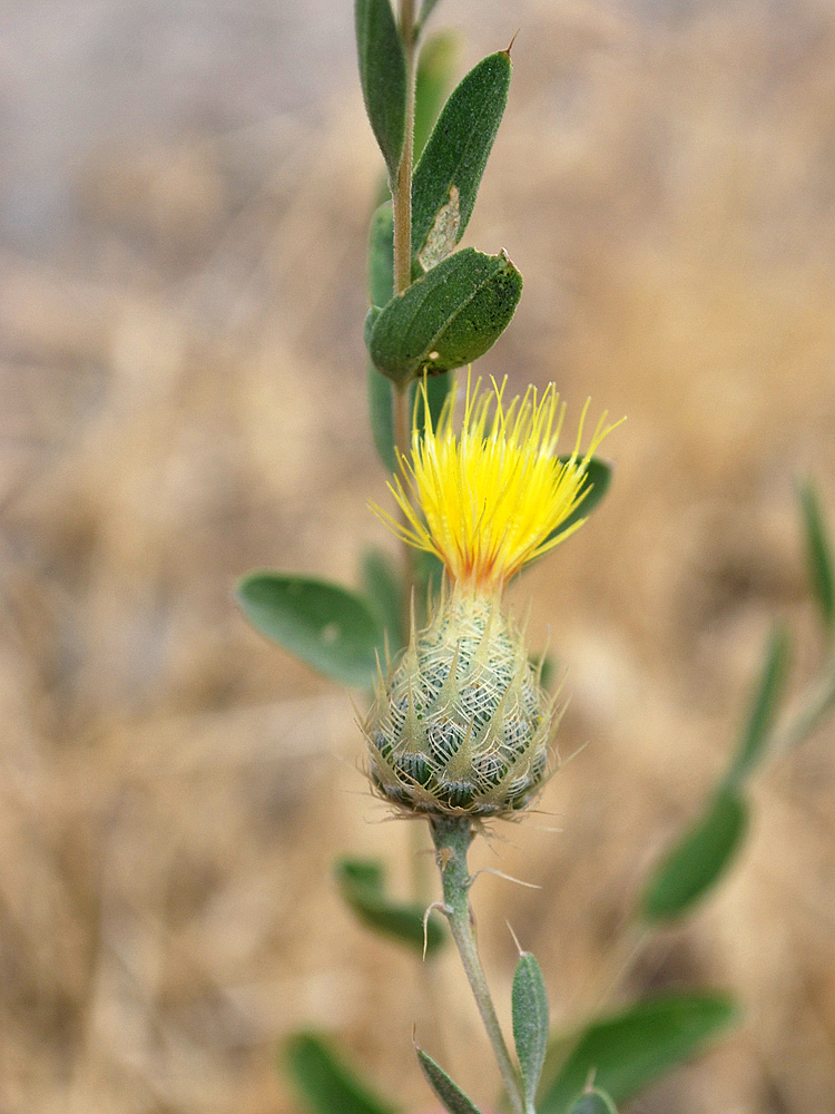 Image of Stizolophus balsamita specimen.