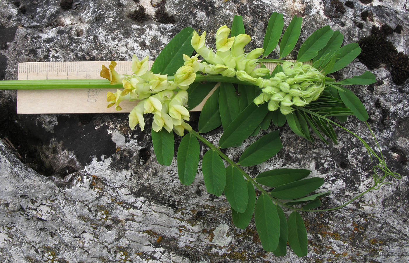 Image of Vicia balansae specimen.