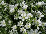 genus Cerastium