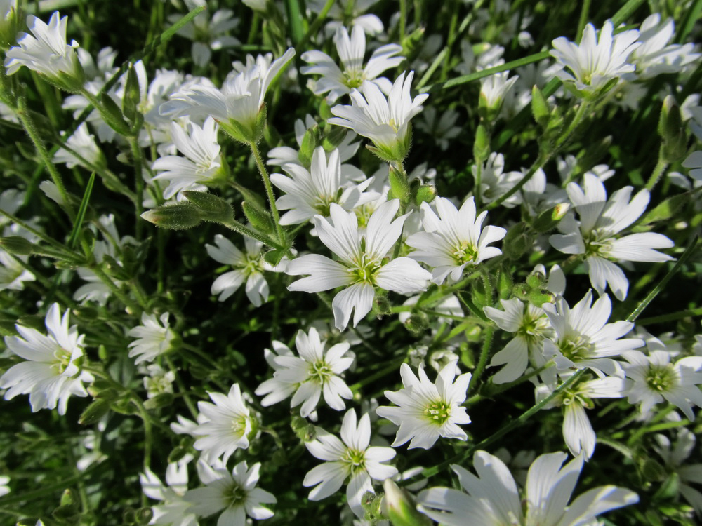 Image of genus Cerastium specimen.