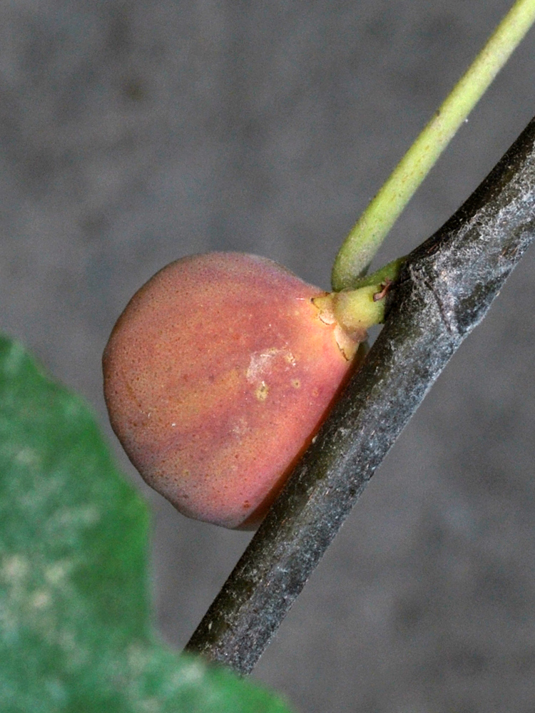 Image of Ficus carica specimen.