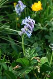 Corydalis pauciflora