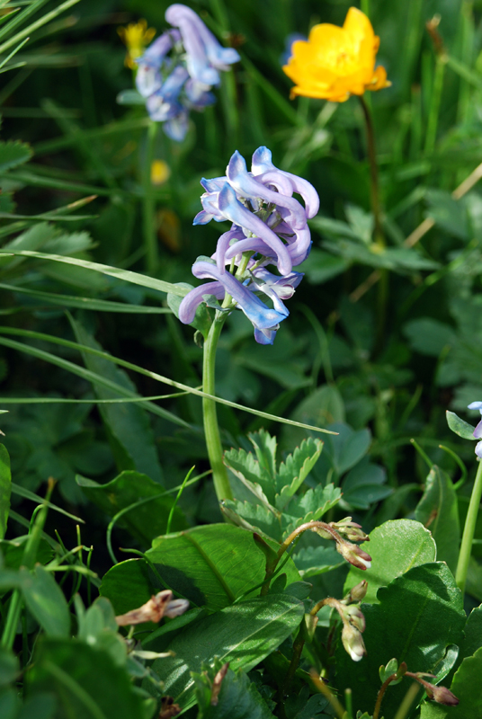 Image of Corydalis pauciflora specimen.