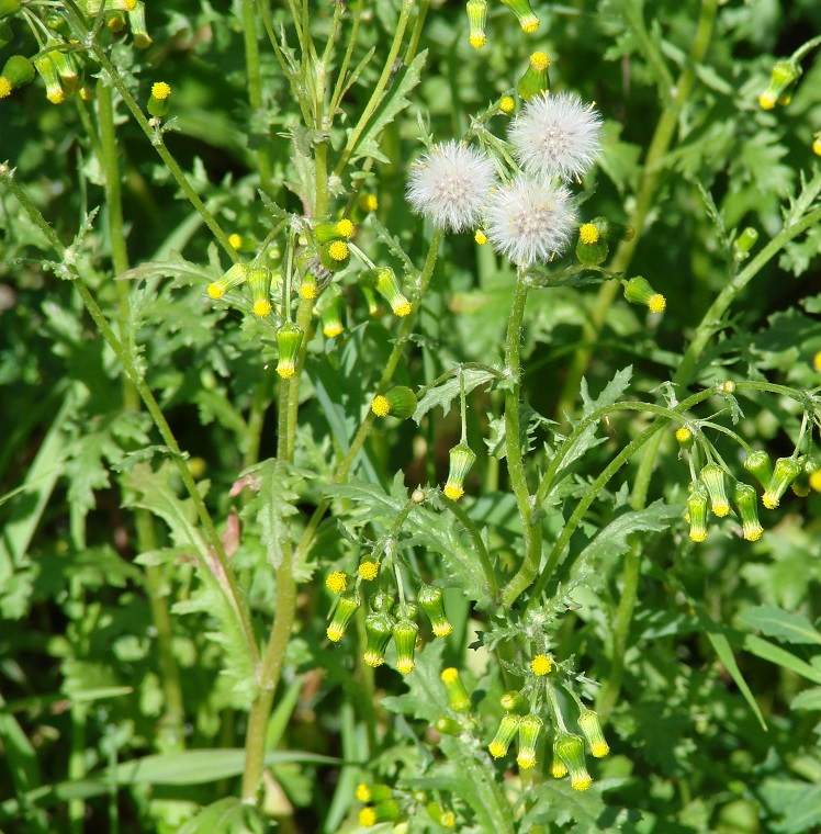 Изображение особи Senecio vulgaris.