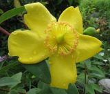 Hypericum