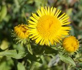 Inula britannica. Верхушка растения с цветками. Кыргызстан, Нарынская обл., левый берег долины р. Нарын, окр. с. Таш-Башат, вахтовый пос. гидростроителей. 18.06.2015.