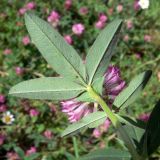 Trifolium medium. Листья (нижняя сторона). Свердловская обл., окр. г. Североуральск, опушка сосново-елового леса. 24.07.2014.