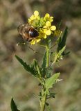 Sisymbrium loeselii