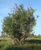 Salix caprea. Взрослые растения. Иркутская обл., берег залива Иркутского вдхр. 11.08.2014.