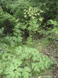 Heracleum sibiricum. Цветущее растение. Крым, Бахчисарайский р-н, окр. бывшего с. Подлесное, лиственный лес. 08.06.2014.