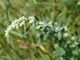 Chenopodium album. Верхушка побега с соцветием. Кыргызстан, Нарынская обл., правый берег р. Нарын, окр. с. Ак-Булун, I надпойменная терраса. 05.07.2015.