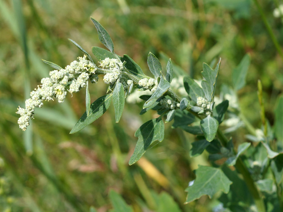 Изображение особи Chenopodium album.