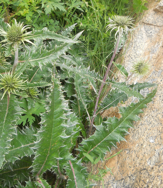 Image of Alfredia nivea specimen.