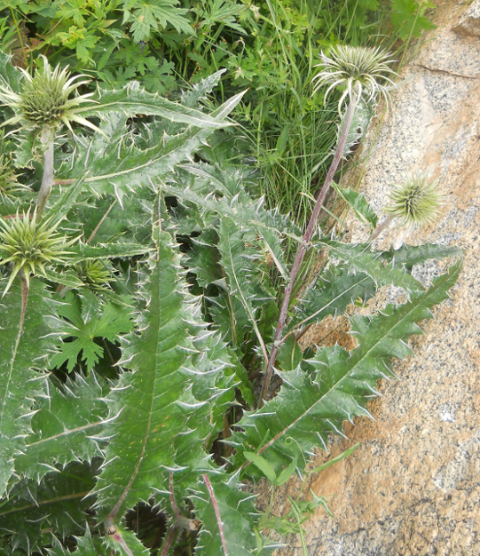 Image of Alfredia nivea specimen.