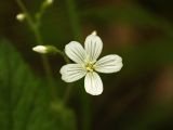 Cerastium pauciflorum